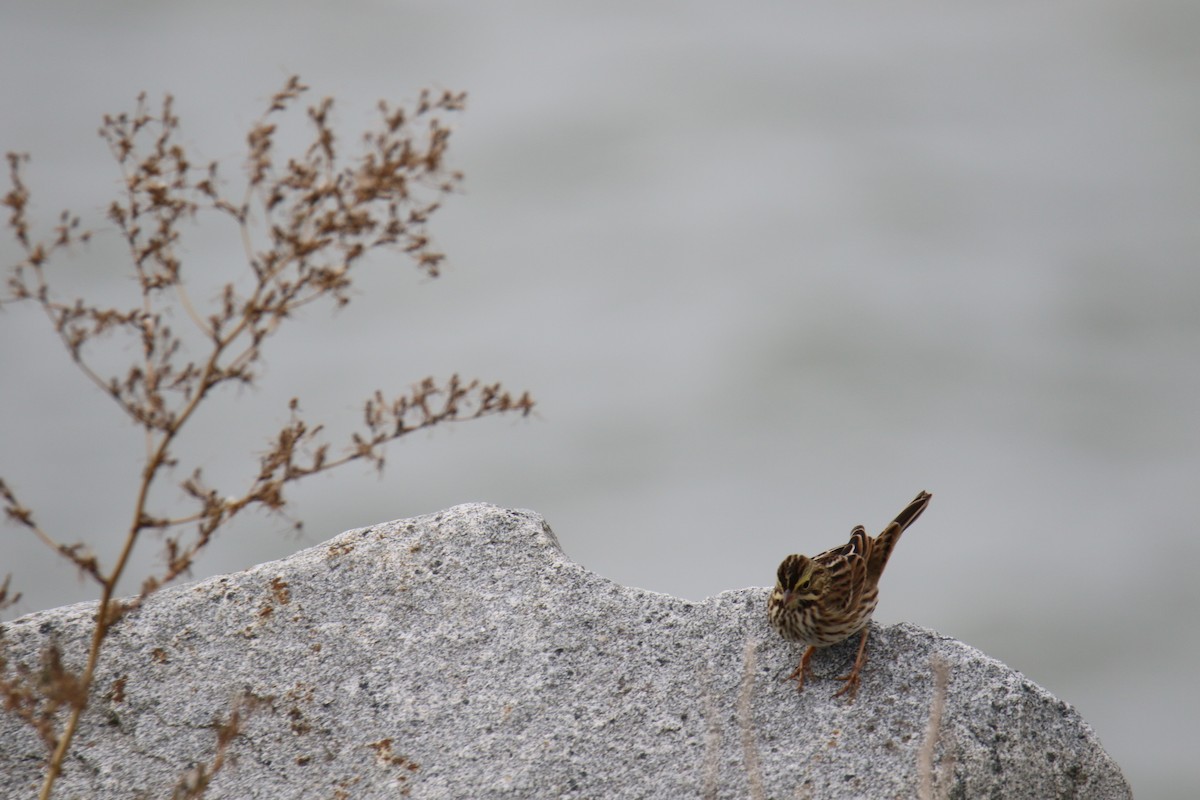 Savannah Sparrow - ML642842393