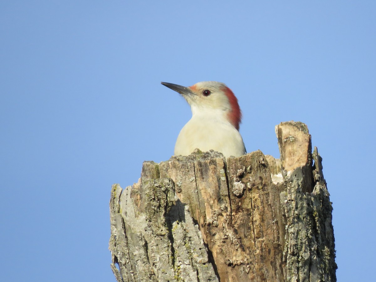 Red-bellied Woodpecker - ML642842394