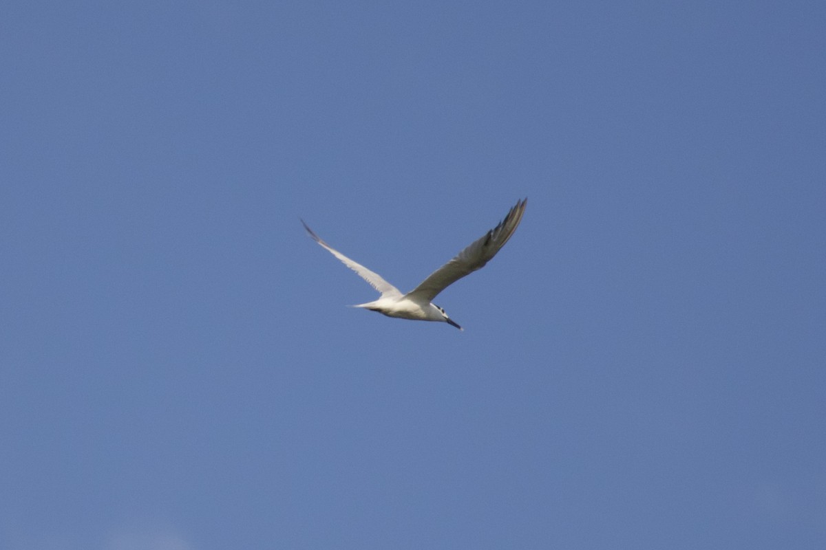 Royal Tern - ML642842396
