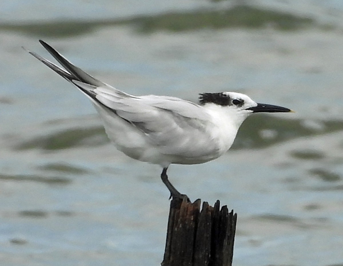 Sandwich Tern - ML642842437