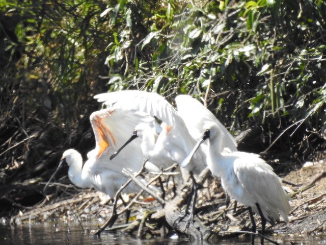 Royal Spoonbill - ML642842438