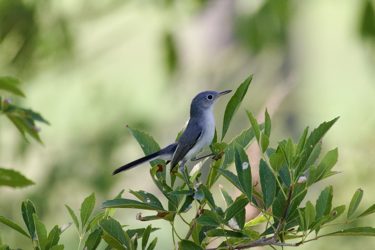 Blue-gray Gnatcatcher - ML642842440