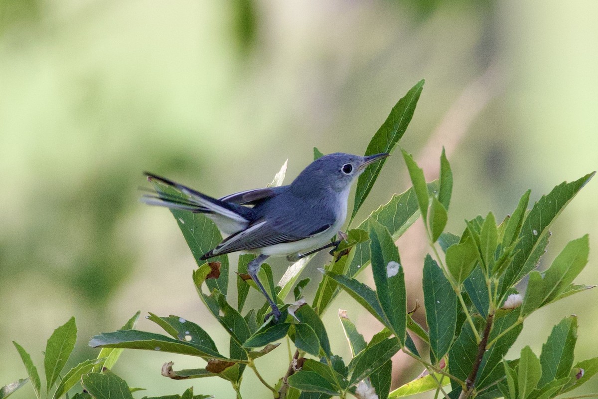 Blue-gray Gnatcatcher - ML642842441