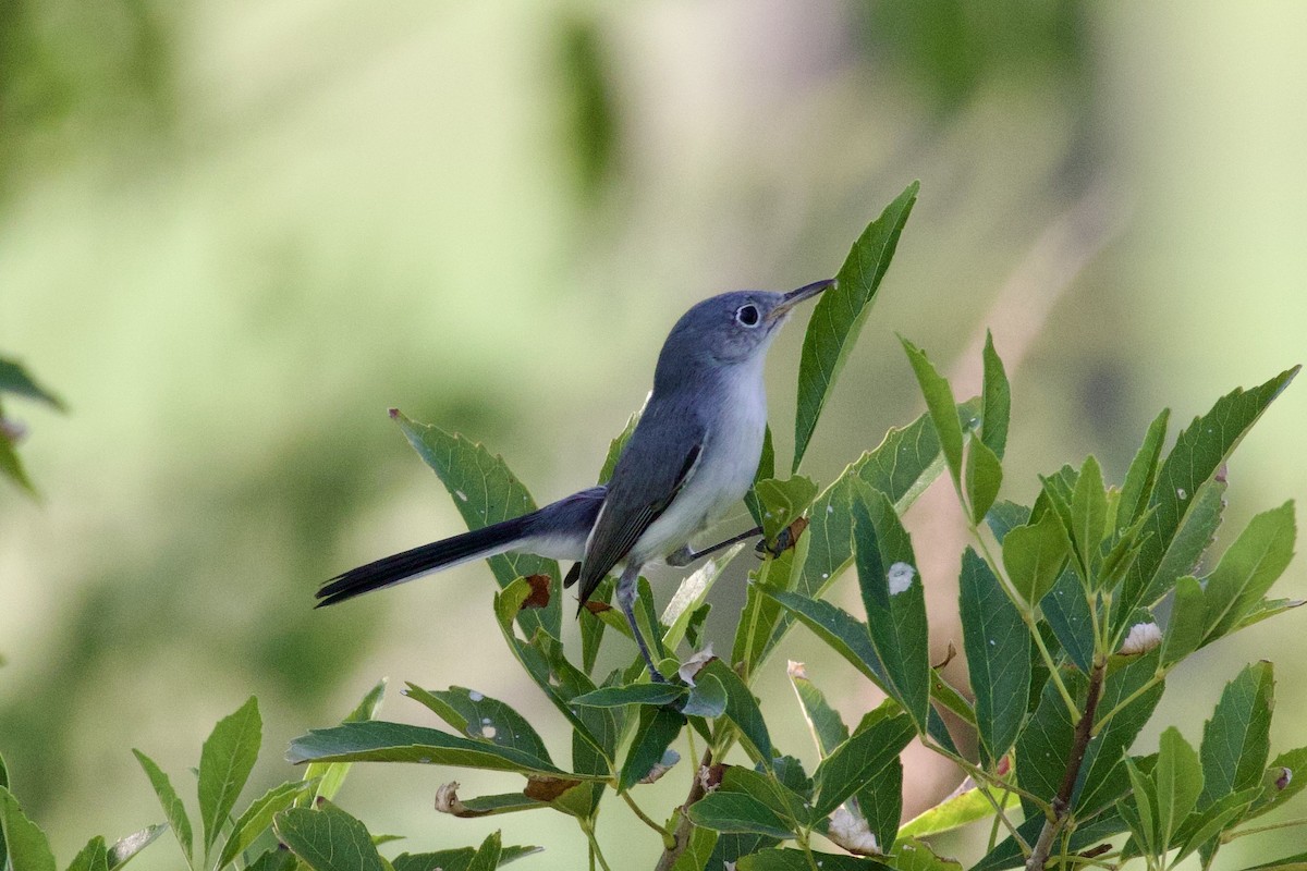 Blue-gray Gnatcatcher - ML642842442