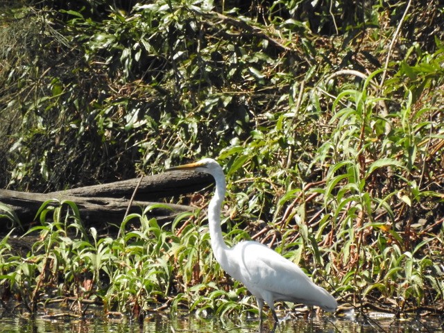Great Egret - ML642842444