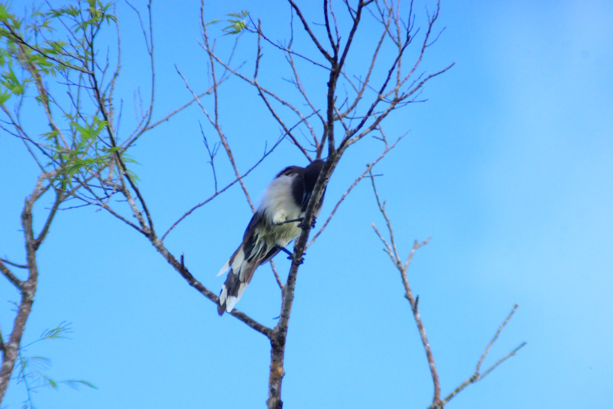 Brown Jay - ML642842447