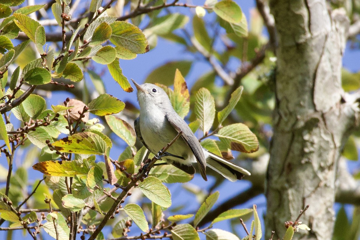 Blue-gray Gnatcatcher - ML642842459