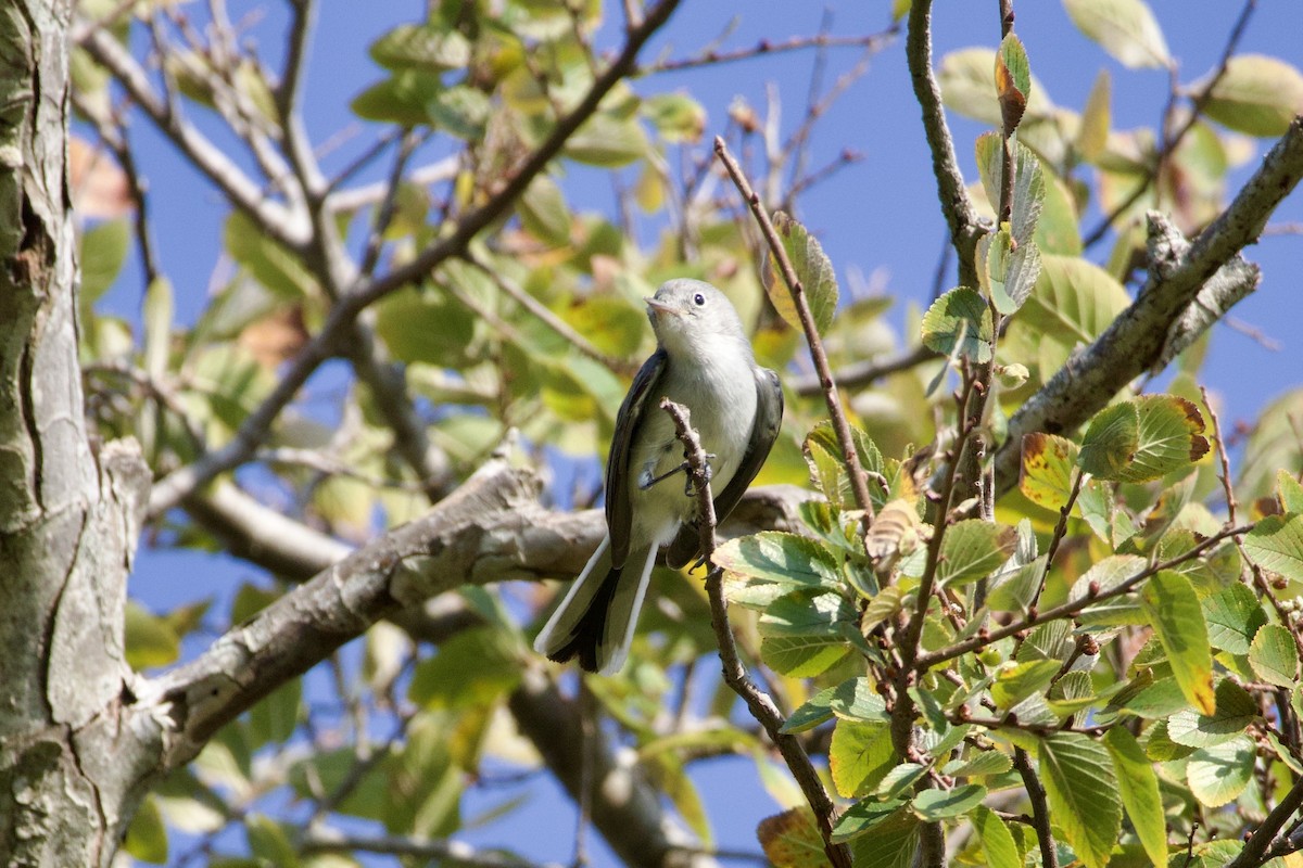 Blue-gray Gnatcatcher - ML642842460