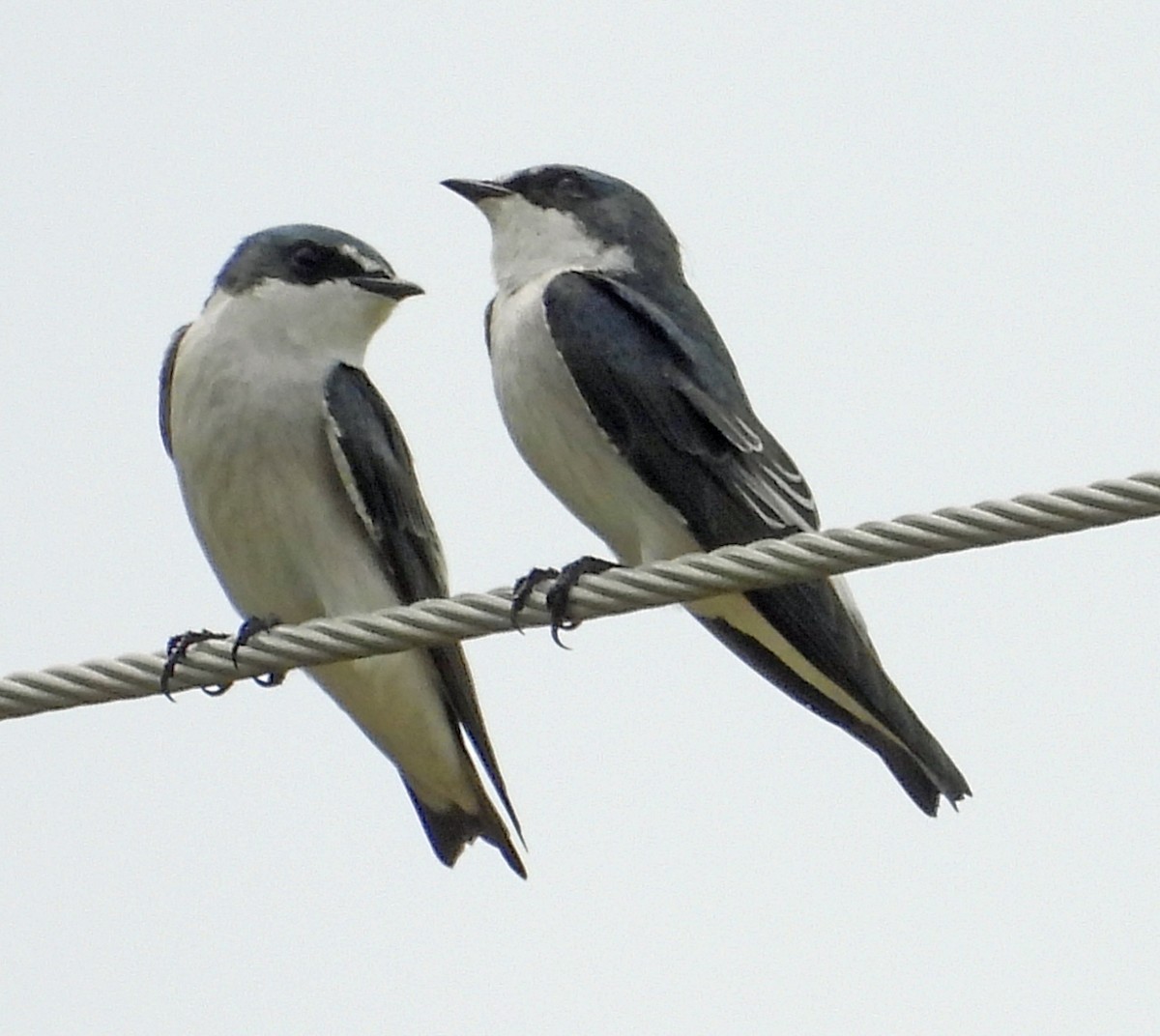 Mangrove Swallow - ML642842462