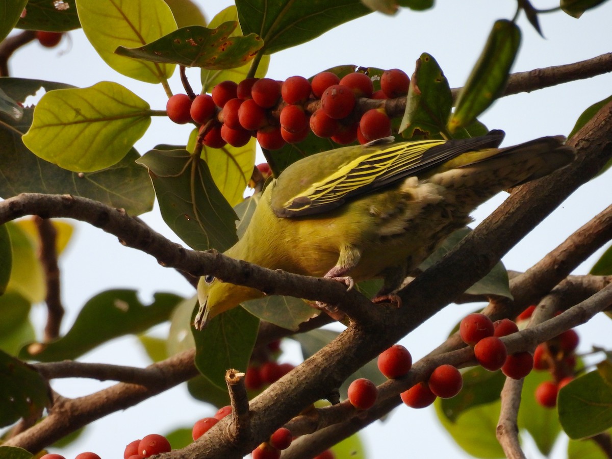 Gray-fronted Green-Pigeon - ML642842469