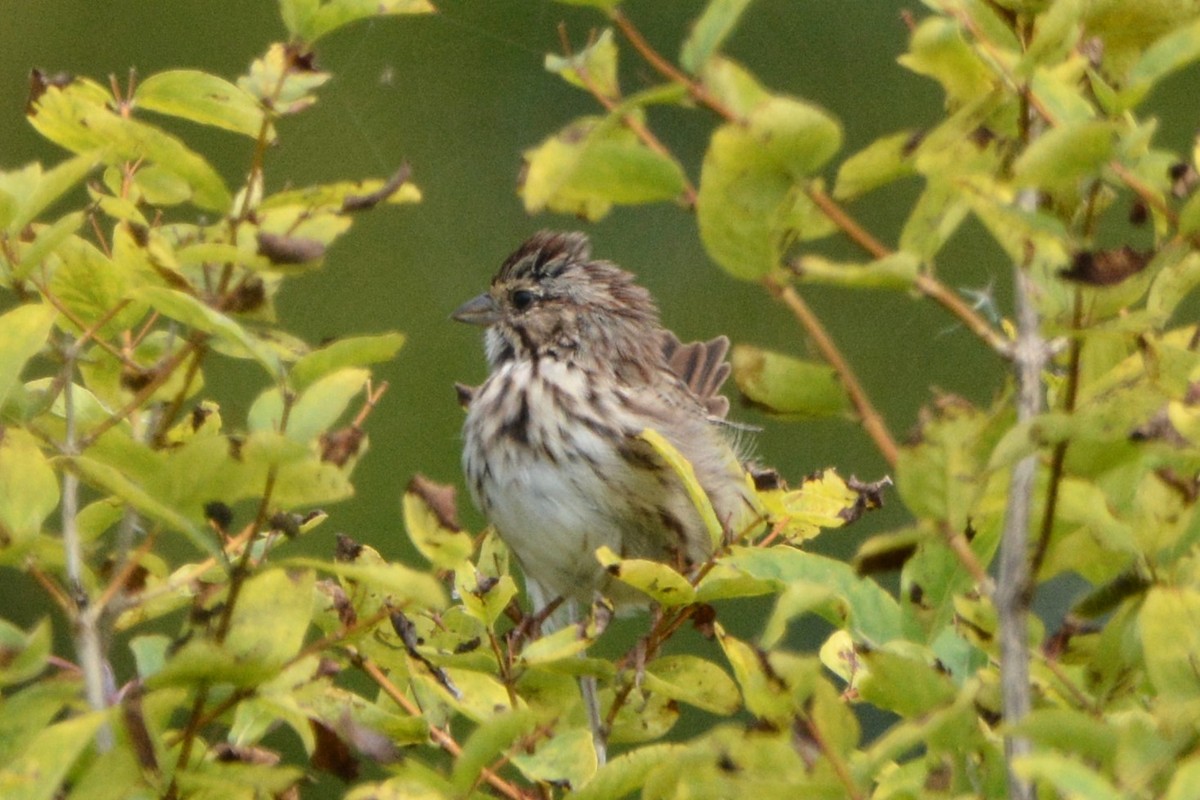 Song Sparrow - ML642842475