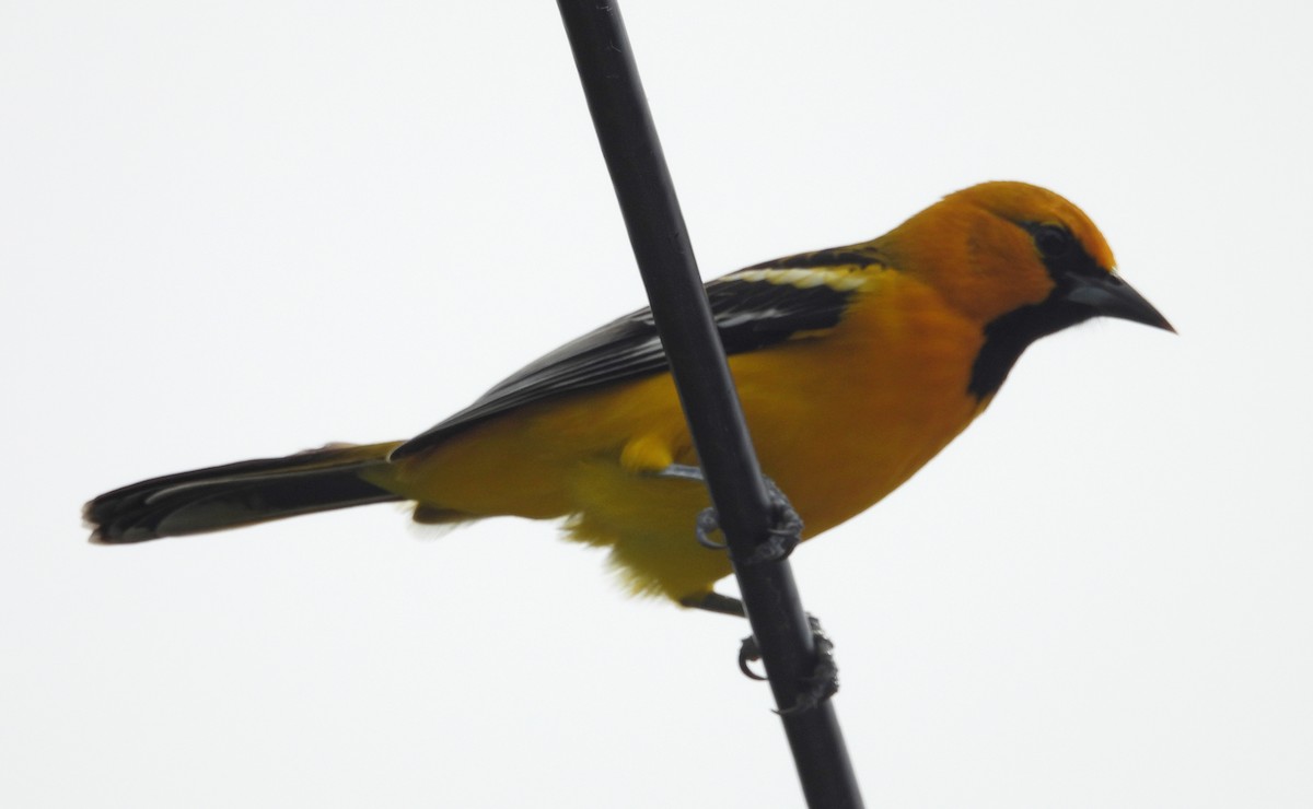 Altamira Oriole - ML642842478