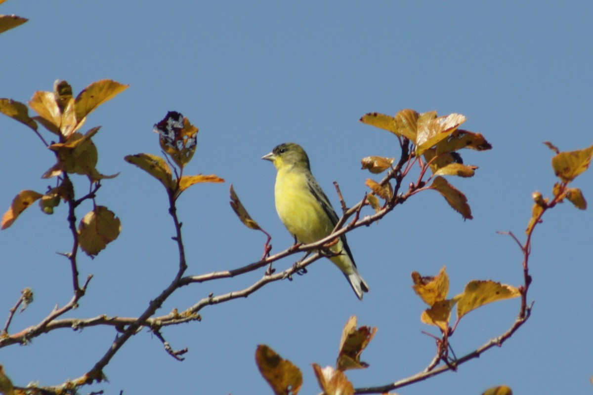 Lesser Goldfinch - ML642842482
