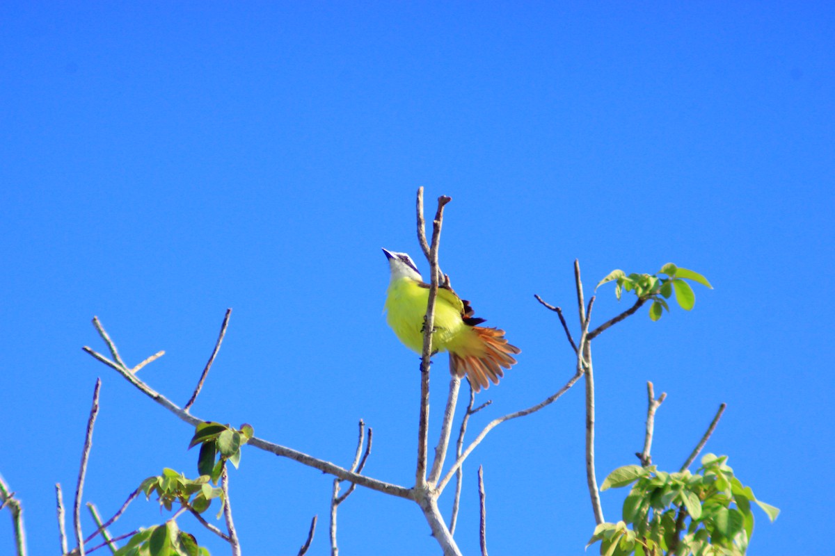 Great Kiskadee - ML642842483