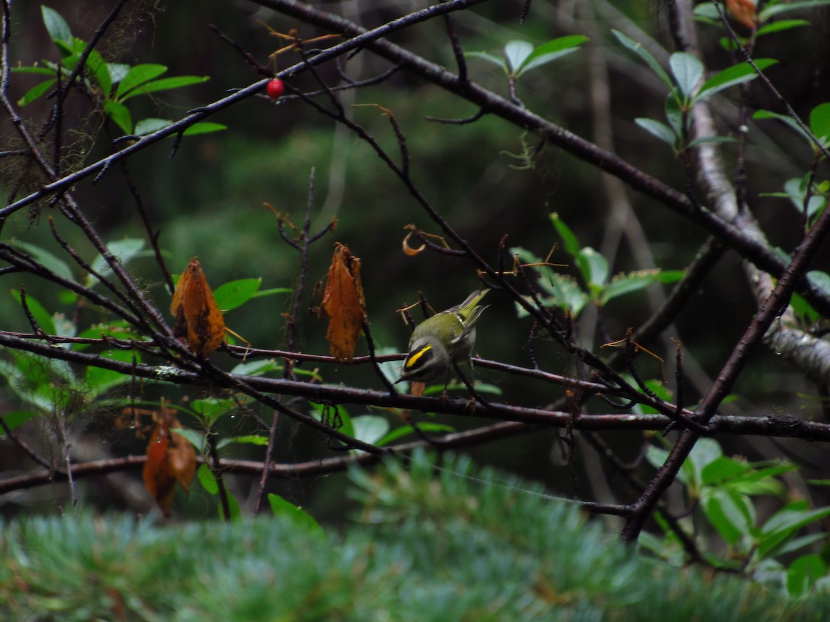 Golden-crowned Kinglet - ML642842484