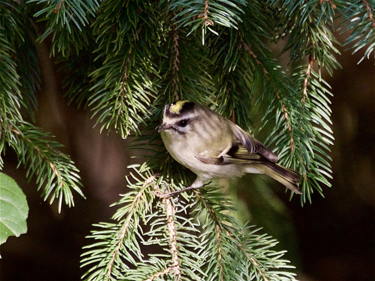 Golden-crowned Kinglet - ML642842488