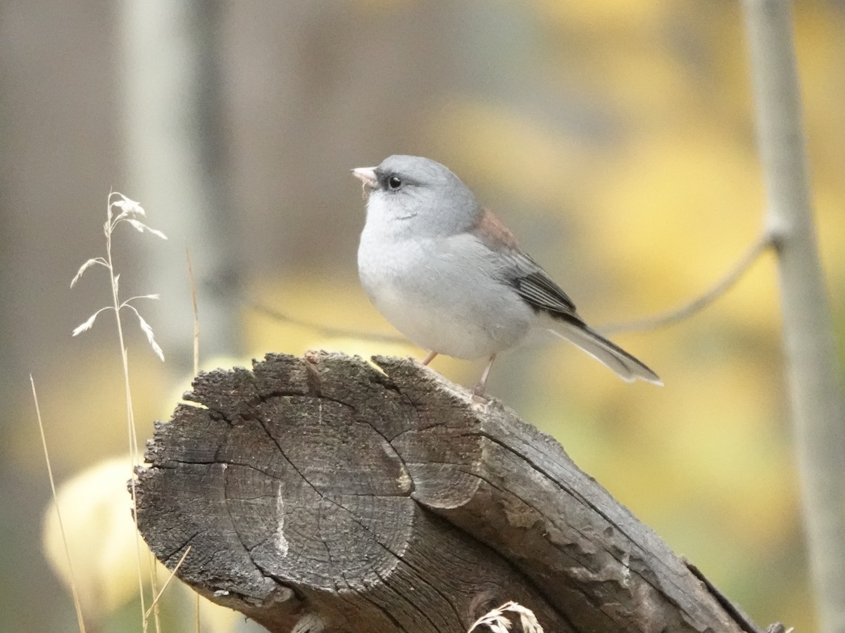 strnadec zimní (ssp. caniceps) - ML642842492