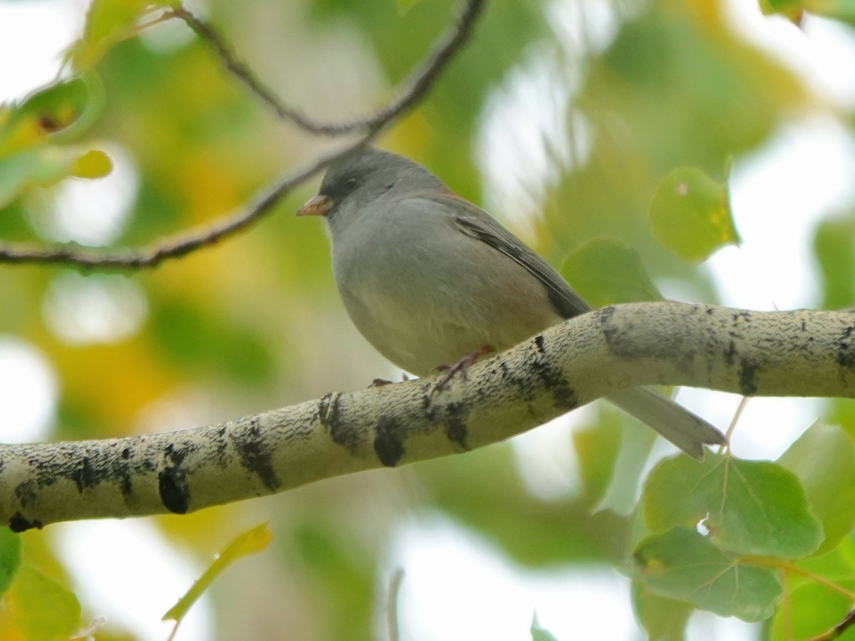 strnadec zimní (ssp. caniceps) - ML642842493