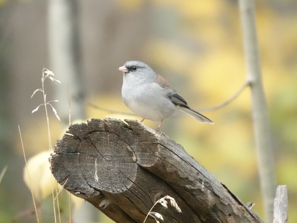 strnadec zimní (ssp. caniceps) - ML642842494