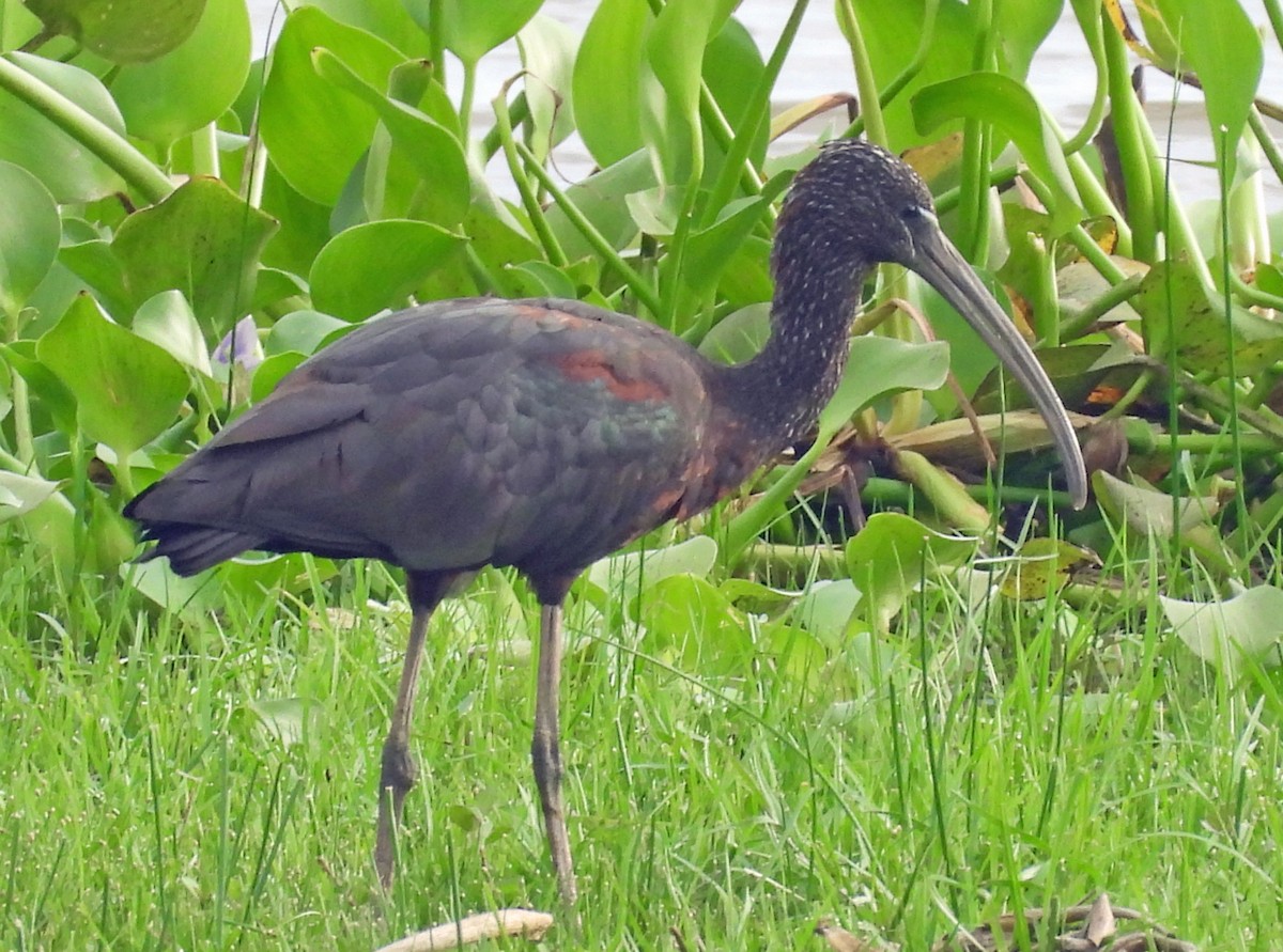ibis hnědý - ML642842500
