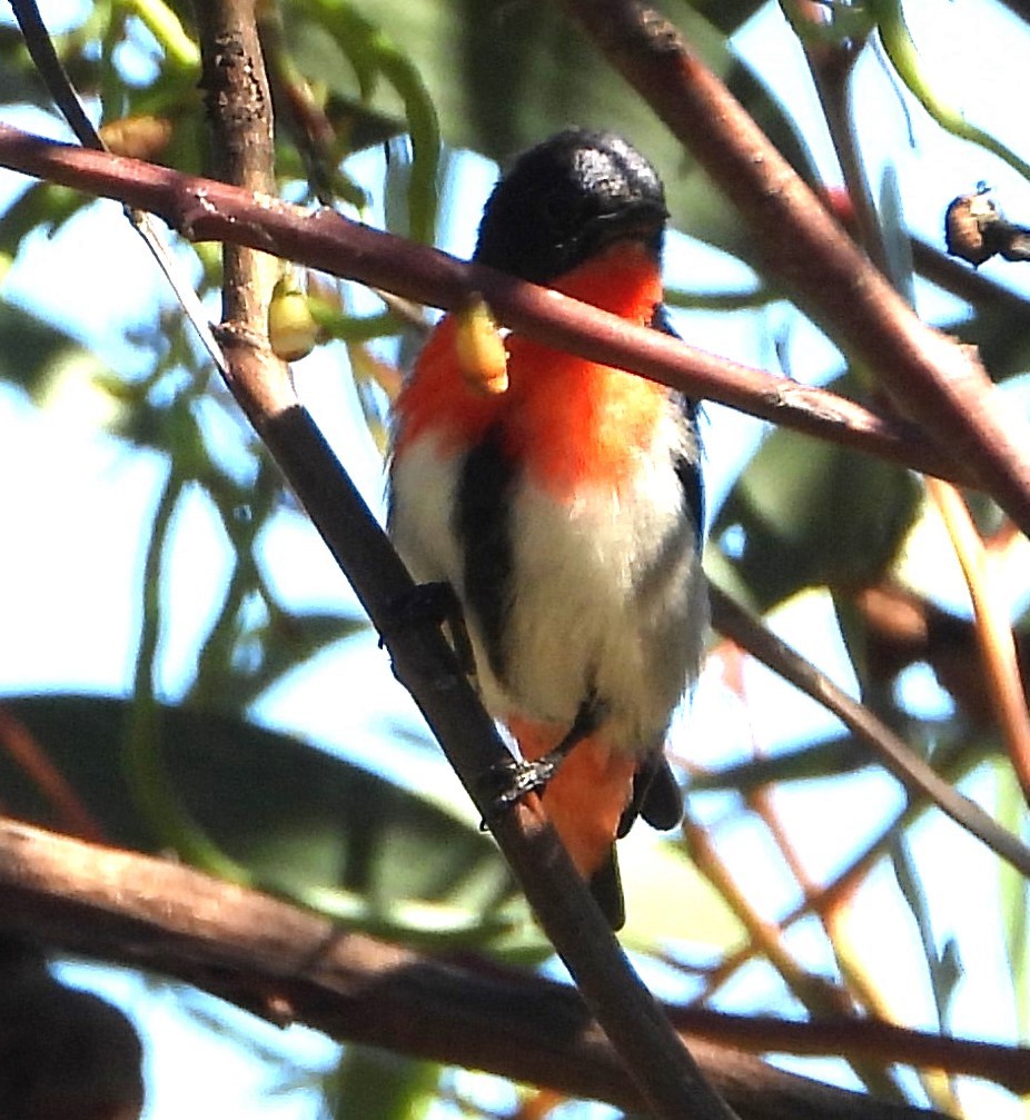 Mistletoebird - ML642842511
