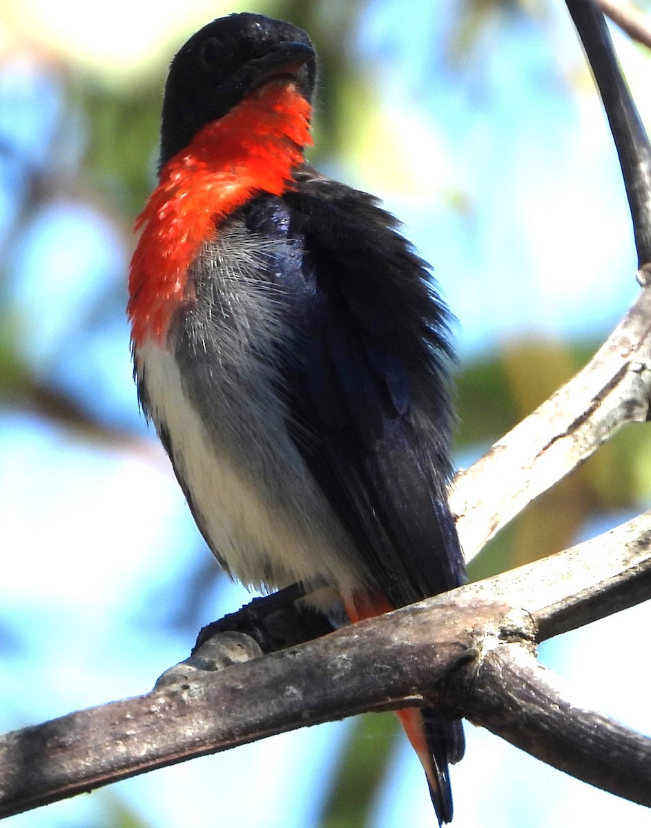 Mistletoebird - ML642842512