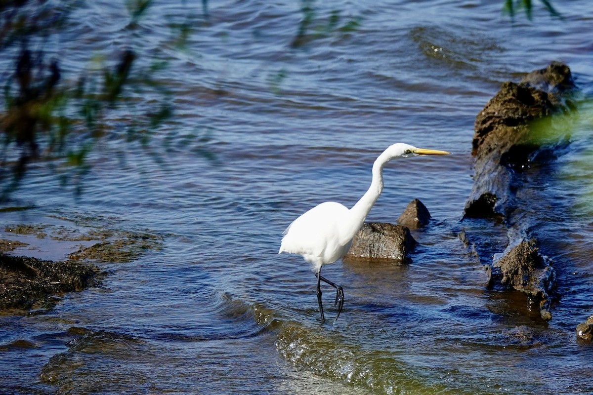 Great Egret - ML642842514