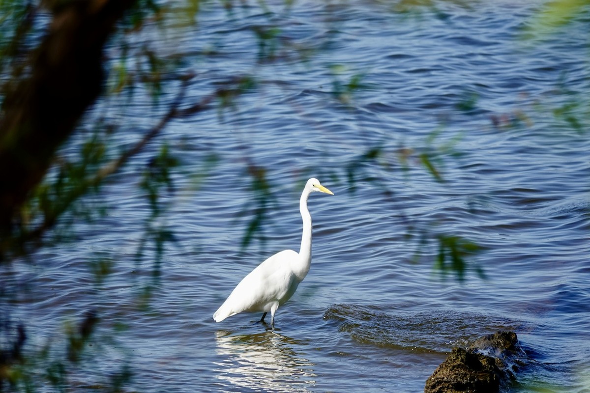 Great Egret - ML642842515