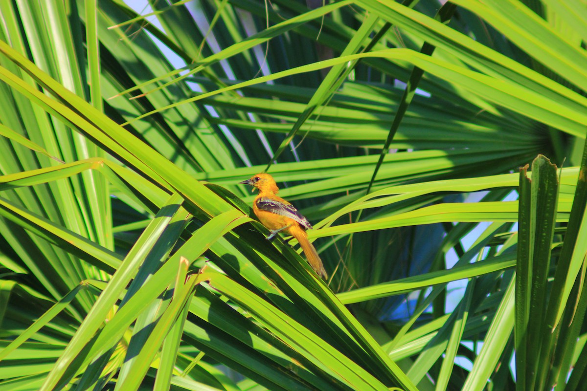 Orange Oriole - ML642842516