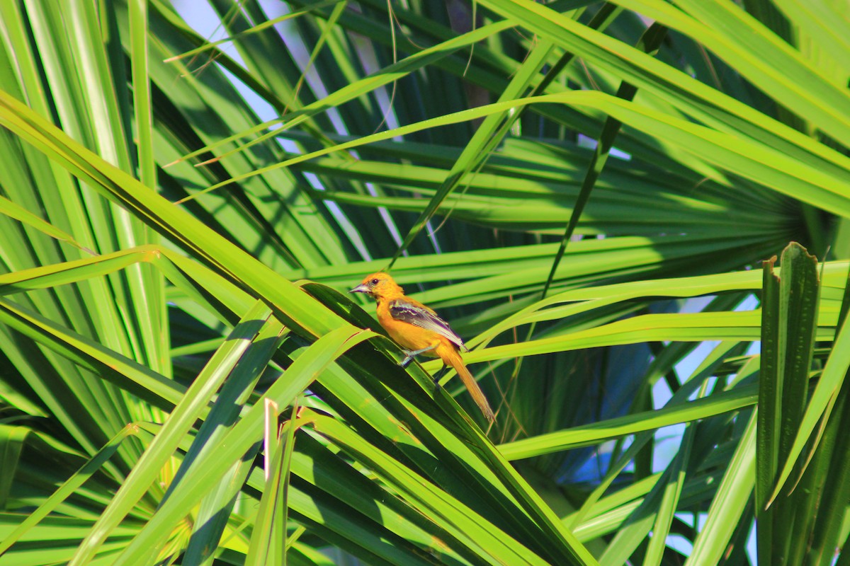 Orange Oriole - ML642842517