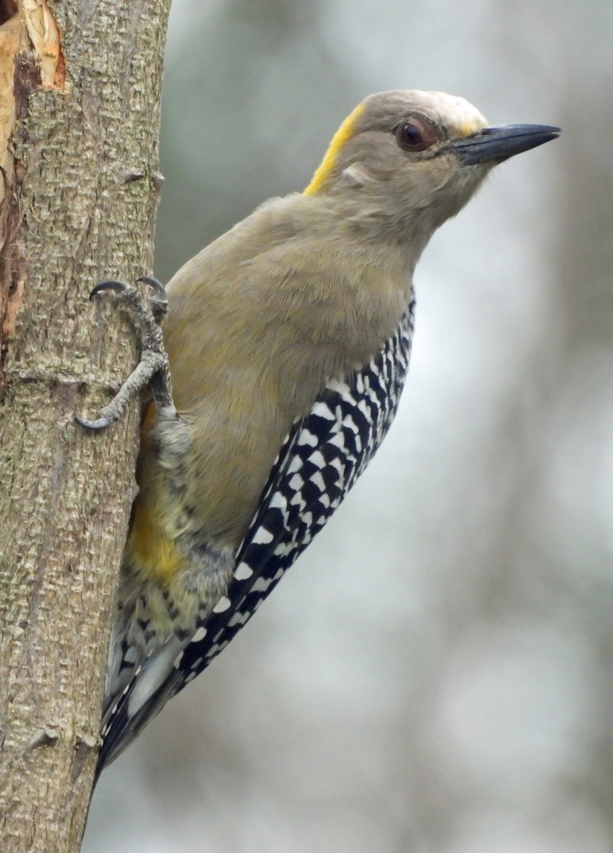 Hoffmann's Woodpecker - ML642842518