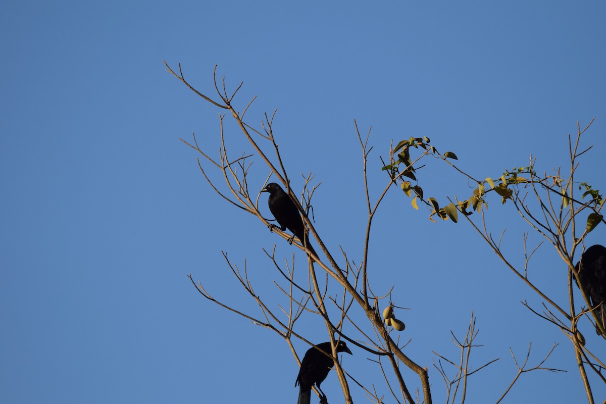 Giant Cowbird - ML642842521