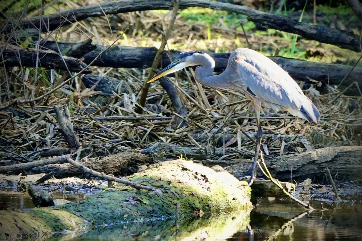 Great Blue Heron - ML642842529
