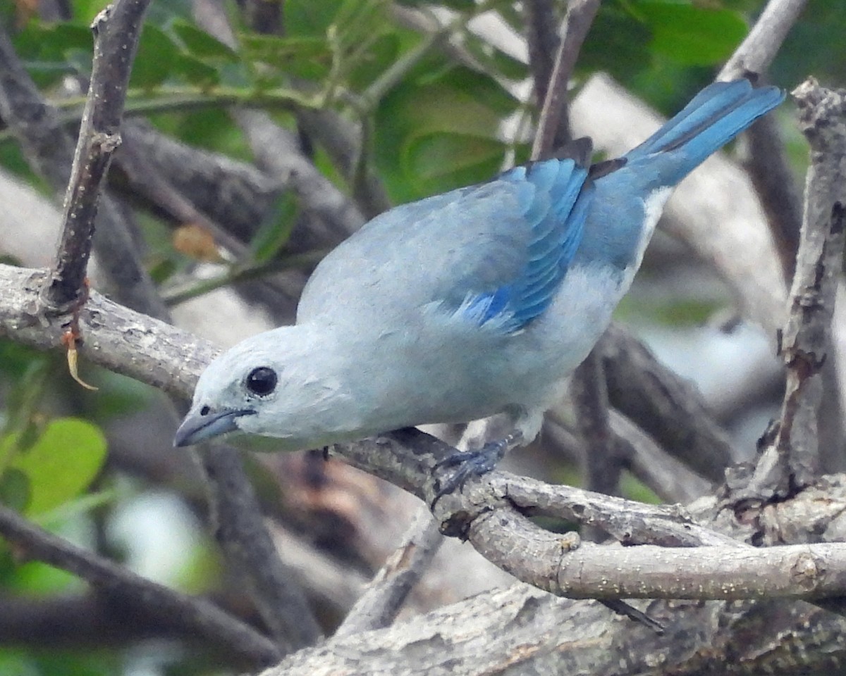 Blue-gray Tanager - ML642842531