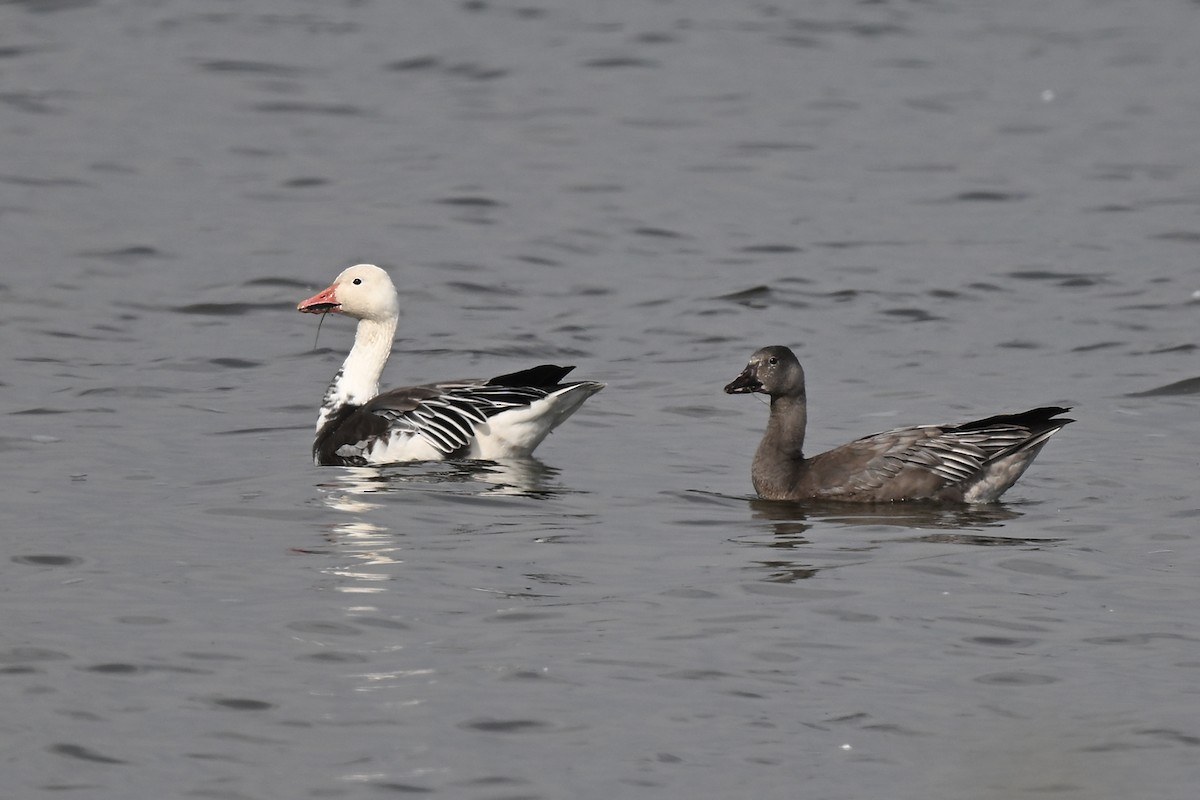 Snow Goose - ML642842533