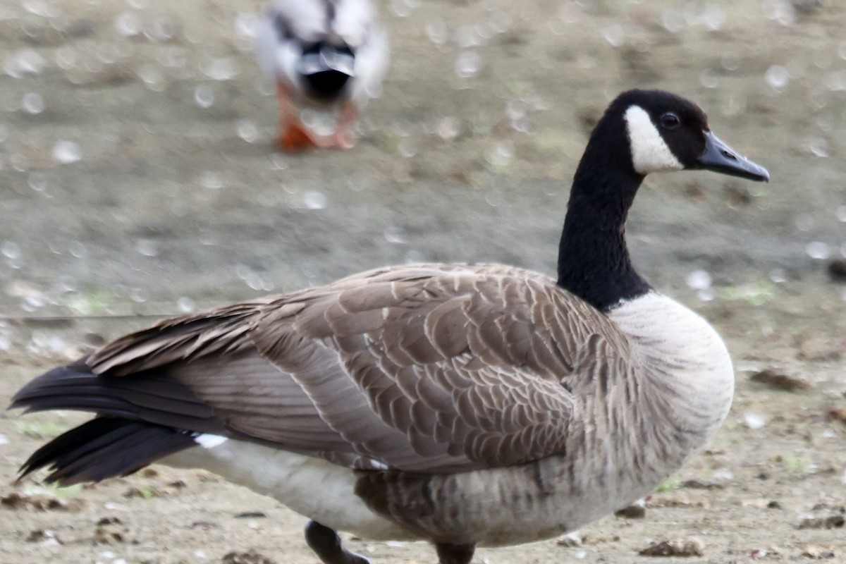 Canada Goose - ML642842535