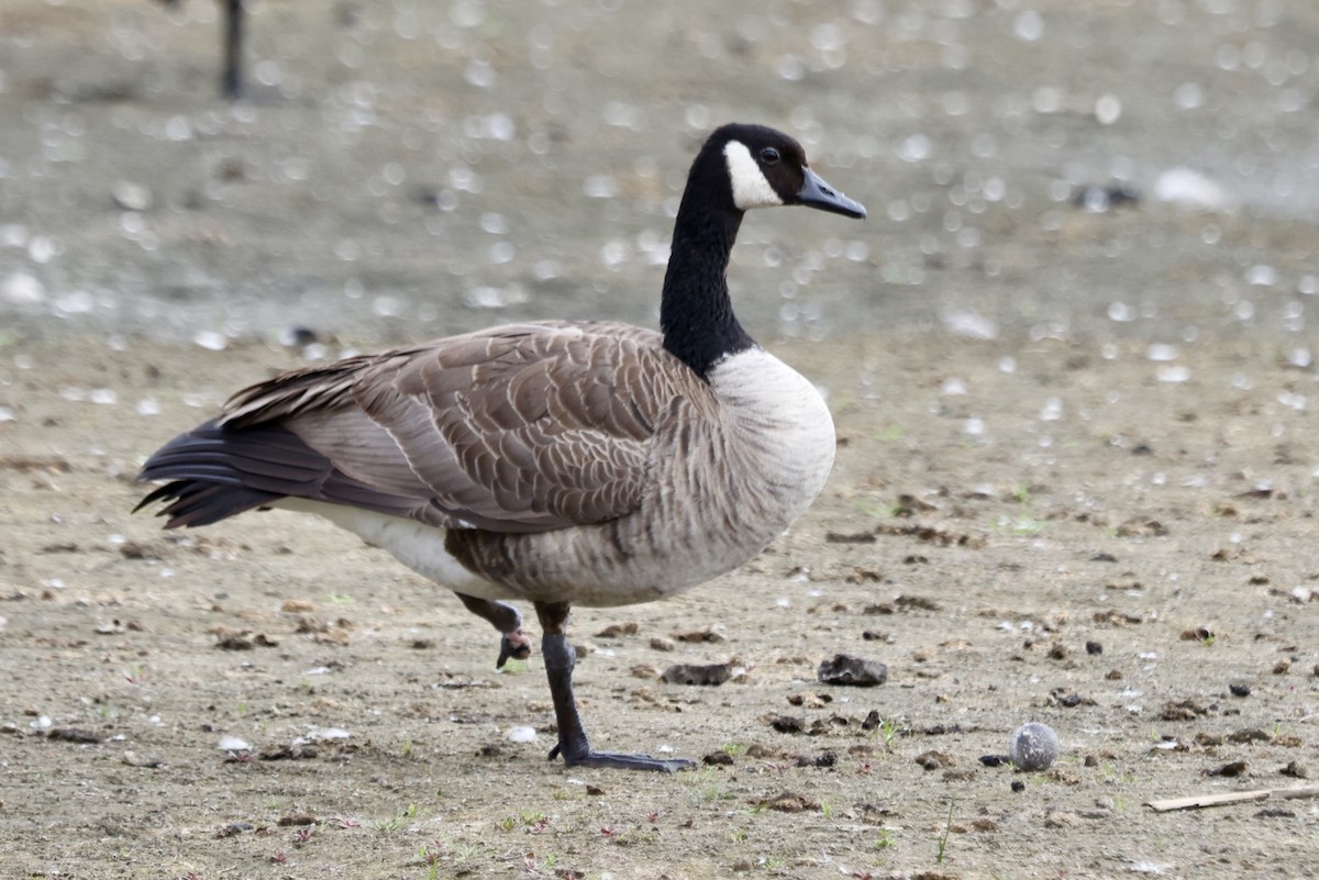 Canada Goose - ML642842536