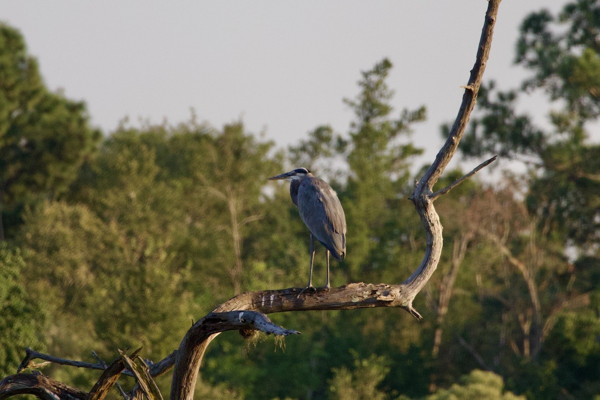 Great Blue Heron - ML642842537