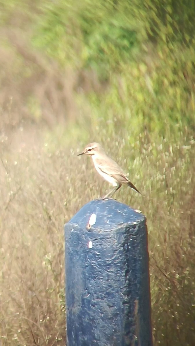 Isabelline Wheatear - ML642842538