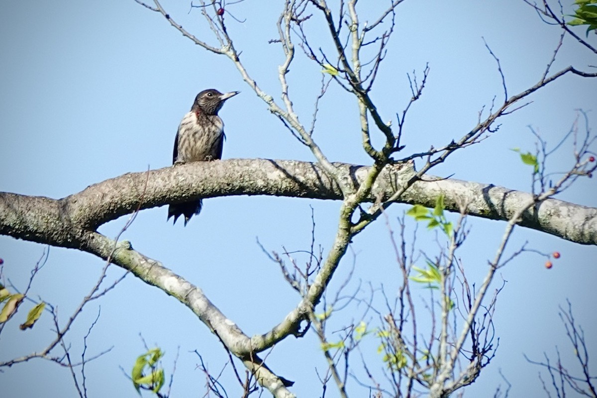 Red-headed Woodpecker - ML642842540