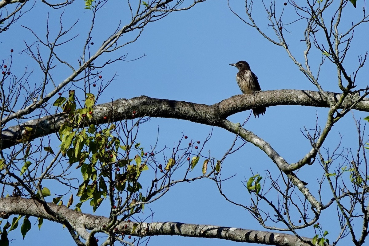 Red-headed Woodpecker - ML642842541