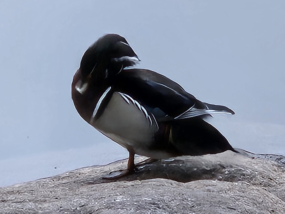 Wood Duck - ML642842542