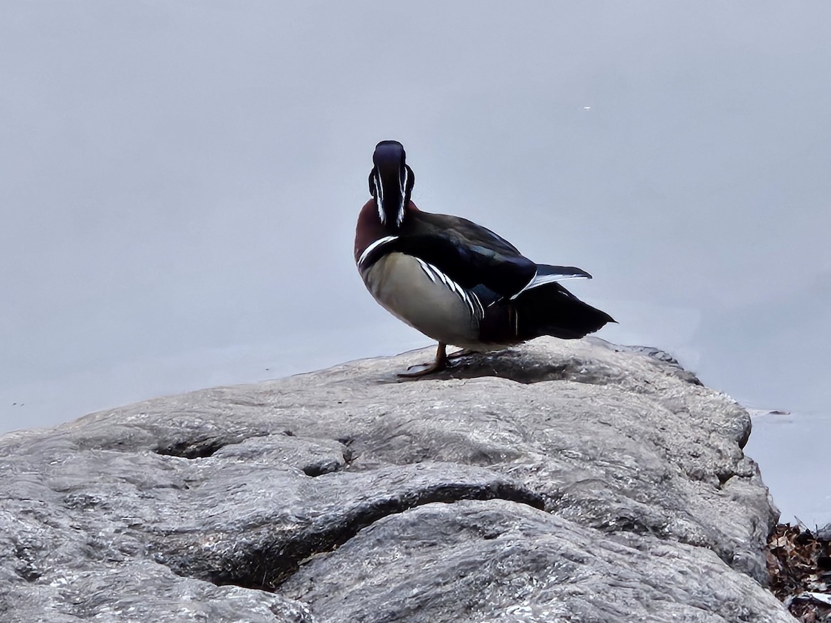 Wood Duck - ML642842543