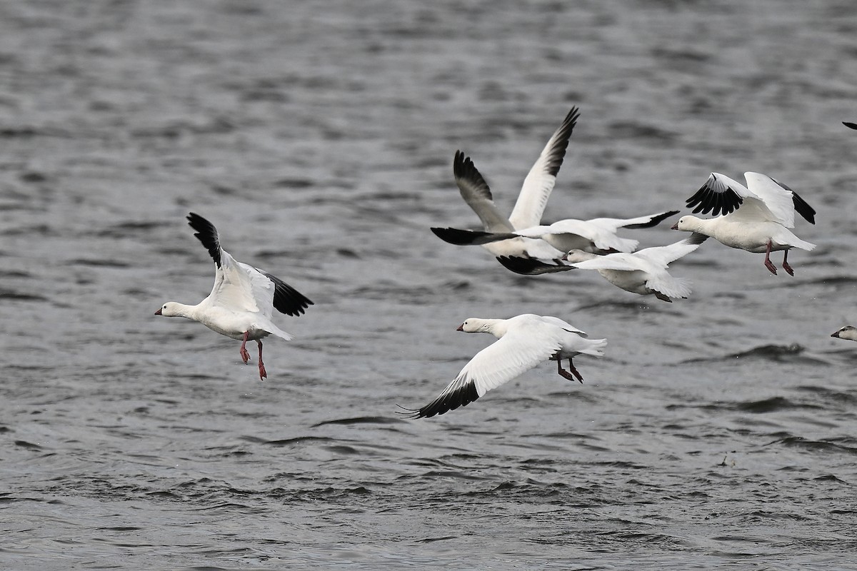Ross's Goose - ML642842544