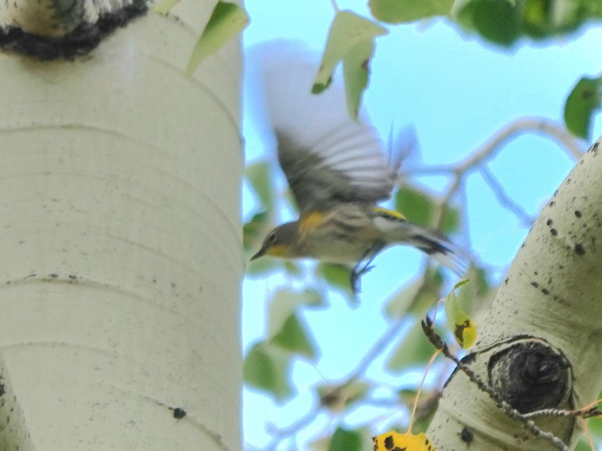 Yellow-rumped Warbler - ML642842545