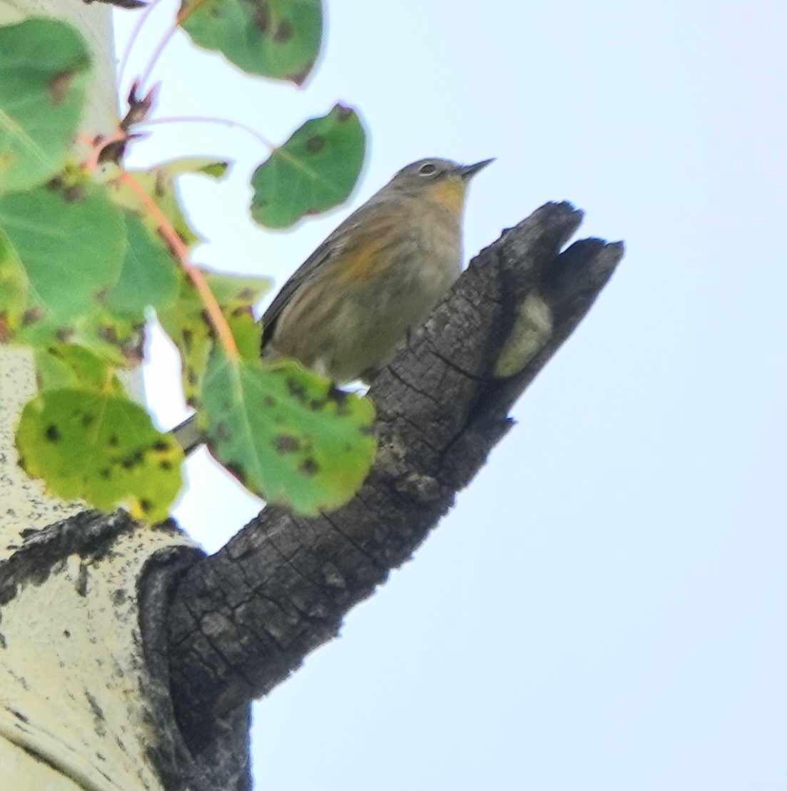Yellow-rumped Warbler - ML642842546