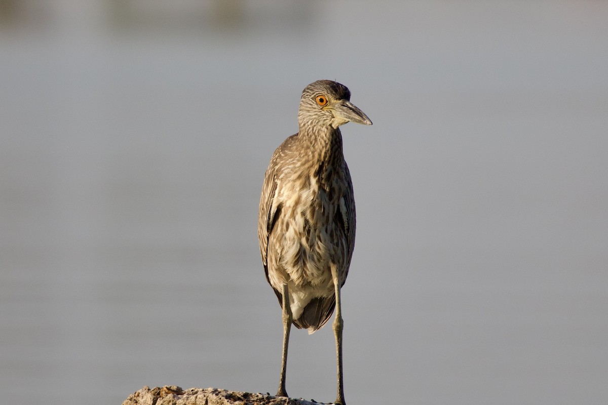 Yellow-crowned Night Heron - ML642842548