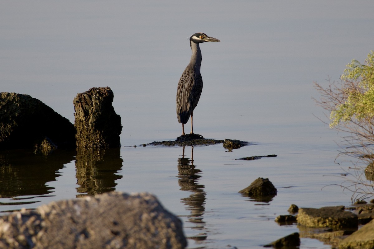 Yellow-crowned Night Heron - ML642842549