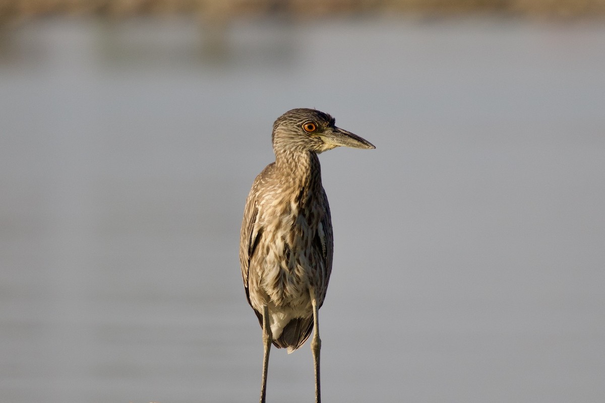 Yellow-crowned Night Heron - ML642842551