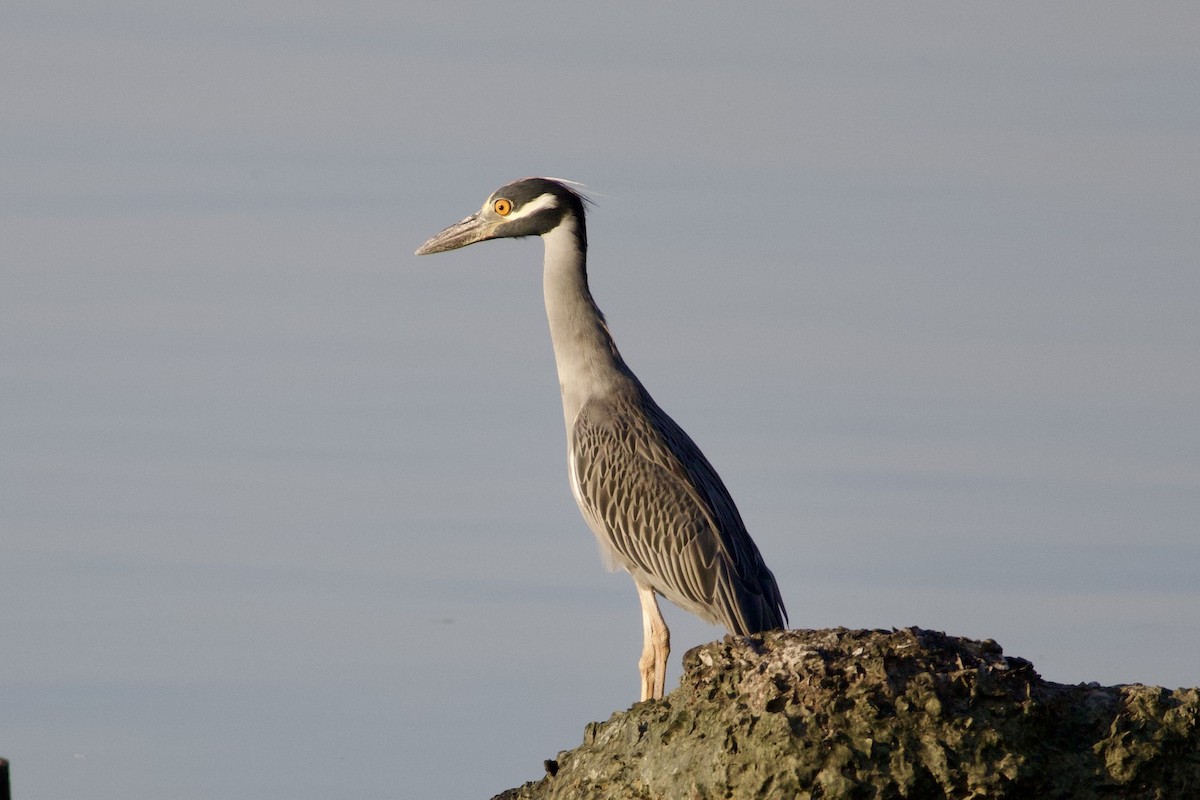 Yellow-crowned Night Heron - ML642842552